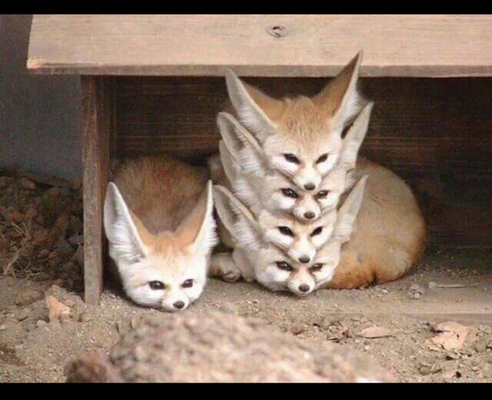 Multi Firefox